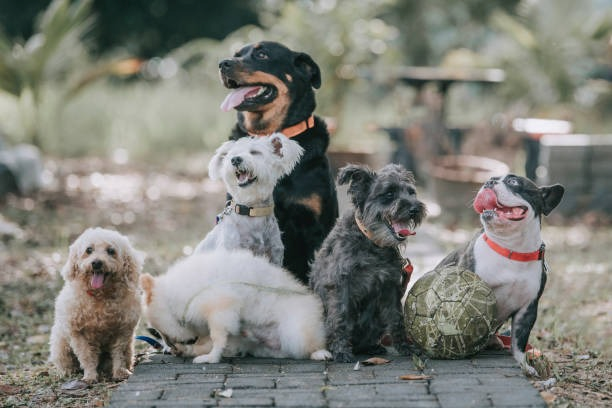 Centro de atividade para cães