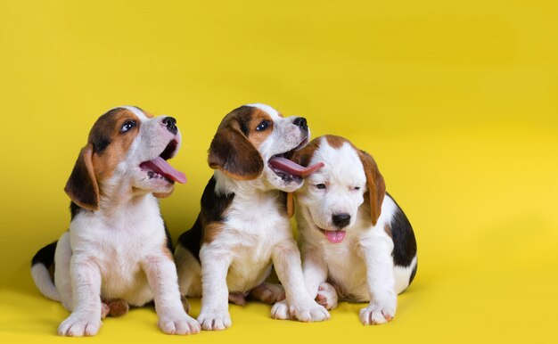 Centro de socialização canina