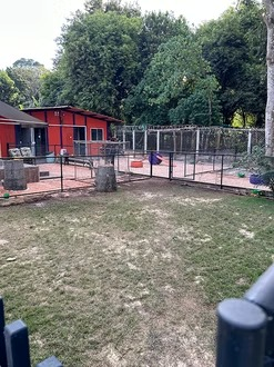 Creche para cães em Águas Claras