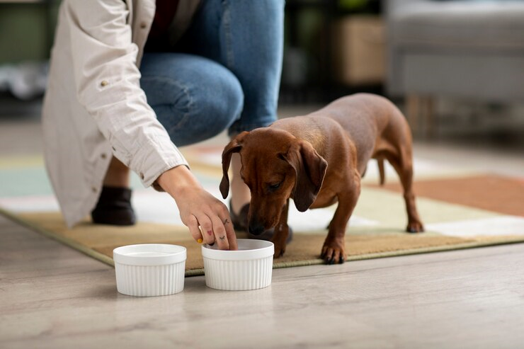 Enriquecimento ambiental para pets