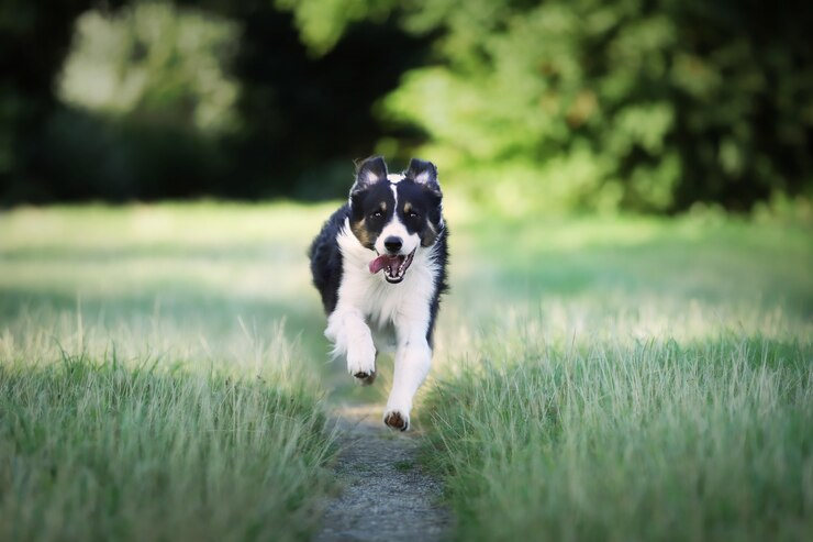 Escola para cães em Águas Claras