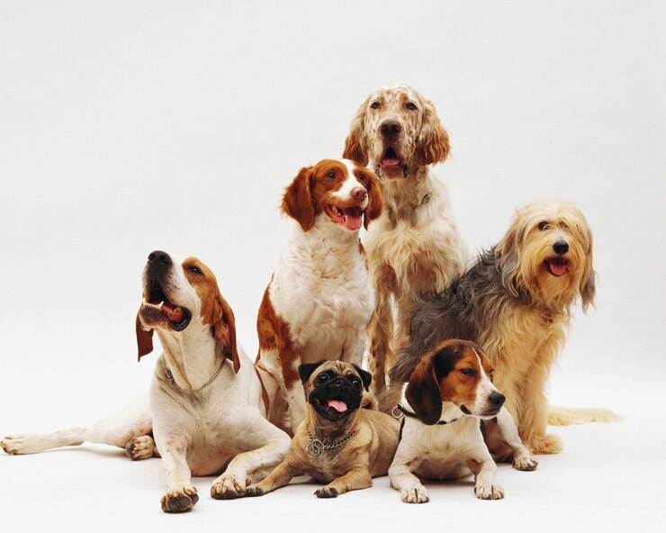 Escola para cães preço