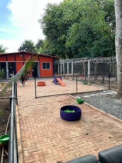 Escolinha para cachorro em Águas Claras
