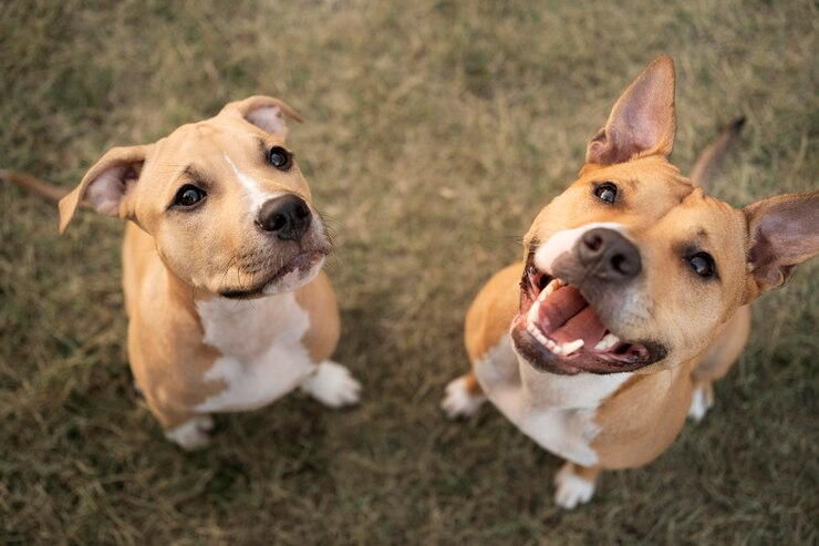 Espaço de socialização para cães