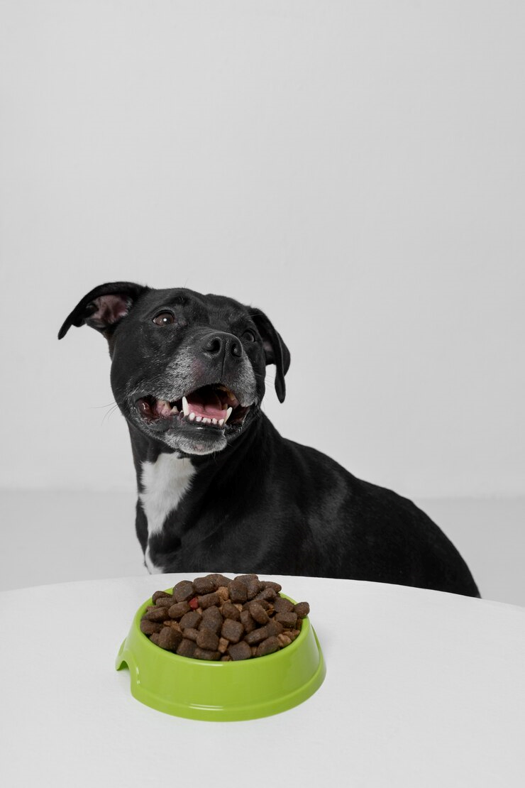 Hotel para cachorro mais próximo