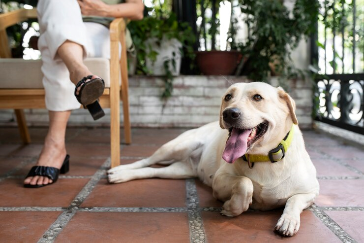 Hotel para cães perto de mim