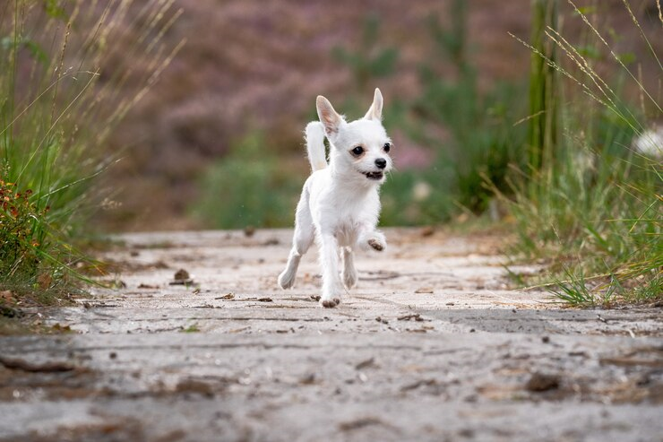 Hotel para cães preço da diária