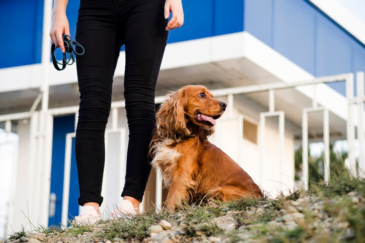 Hotelzinho para cães em Guará