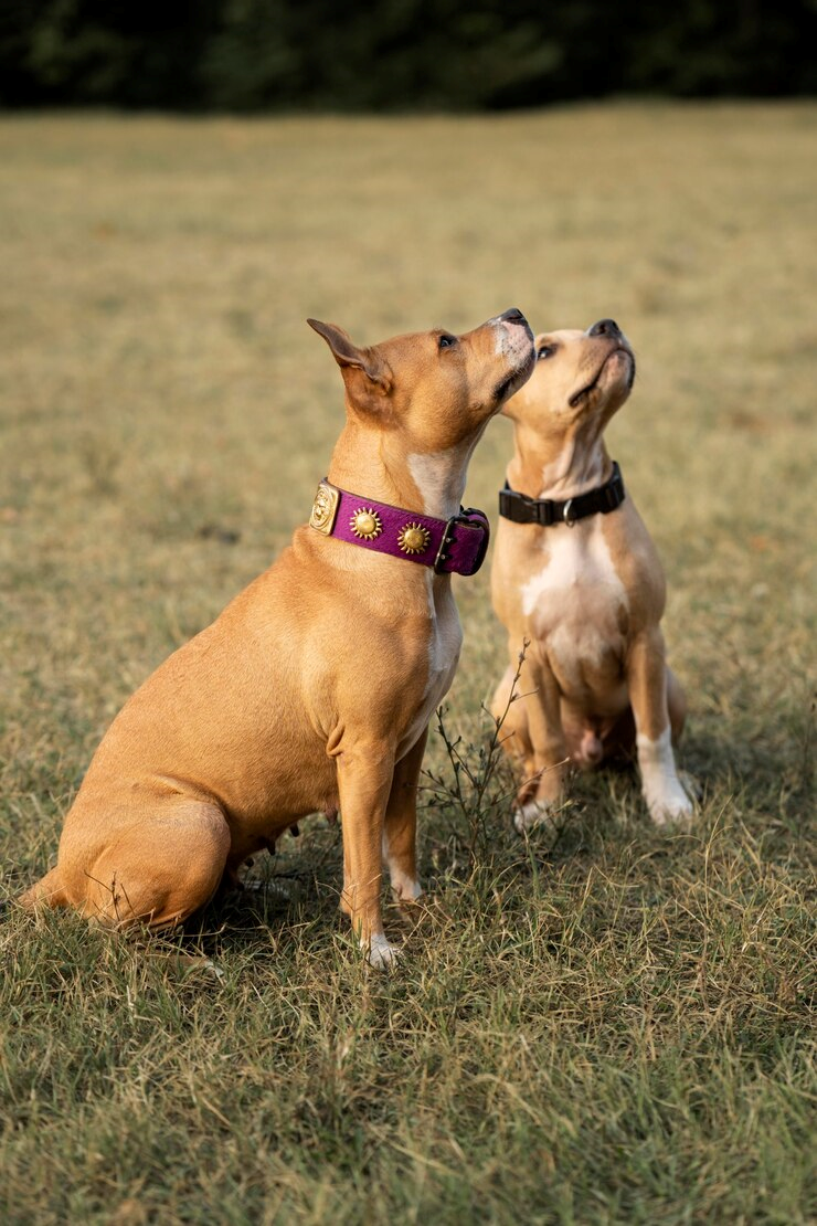 Recreação creche canina